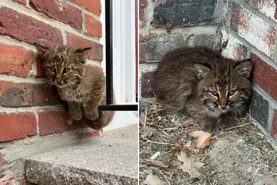 Bobcat sightings on the rise in New Canaan – NBC Connecticut