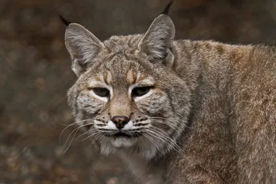 Bobcat attacks 2 children and 2 dogs in rural Georgia community