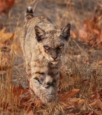 With only the pawprints, researchers study elusive bobcat