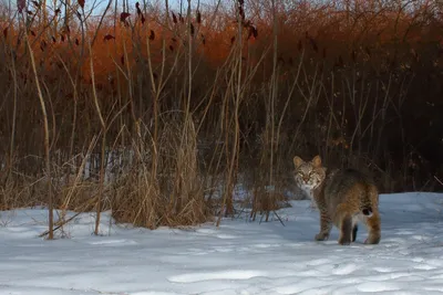 Bobcat - Texas Native Cats