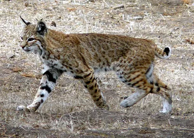 CT officials on rabid bobcat that attacked sleeping man: 'We don't want  people to worry' | Connecticut Public