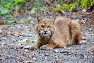 Bobcat, facts and information