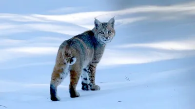 Bobcat in Livermore Sick from Mange - Raptors Are the Solution