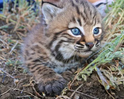On the prowl: Young bobcat joins the Perkins Wildlife family at Cleveland  Museum of Natural History