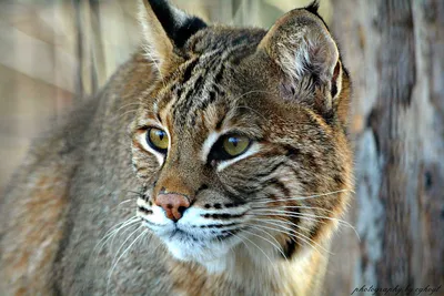 File:Bobcat photo.jpg - Wikipedia