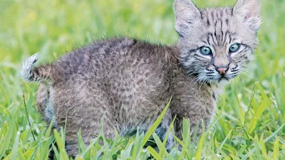 Bobcat | Wildcat, Nocturnal Hunter, North America | Britannica