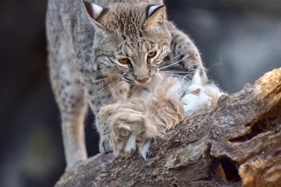 Bobcat — with bobkittens! — spotted in a Nashville park | WPLN News