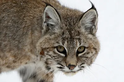 Bobcat - City of Arlington