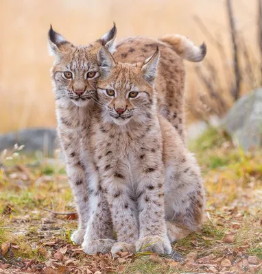 Эксклюзивные фото бобкет кошки в высоком разрешении