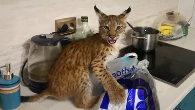 Уникальные фото бобкет кошки, которые вы можете скачать