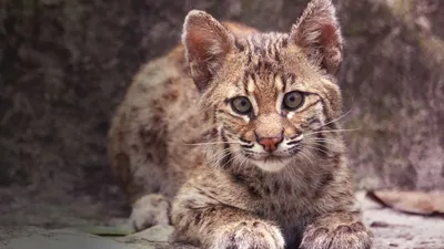 Бобкет кошка: позирует на фотографии в формате png