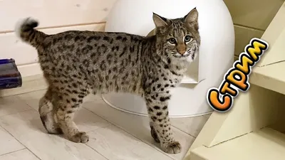 Увлекательные фото бобкет кошки для скачивания