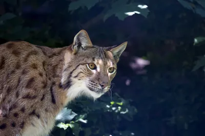 Бобкет кошка на красивой картинке в формате png