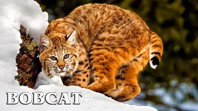 Великолепные картинки бобкет кошки для скачивания бесплатно