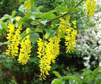 Бобовник обыкновенный (Laburnum anagyroides) — путеводитель по отдыху в  Крыму