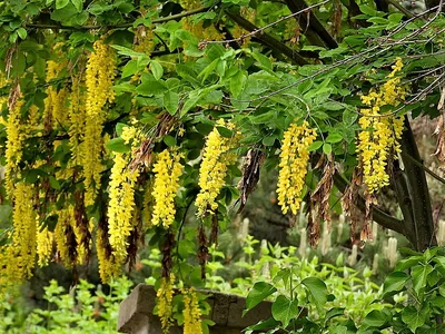 Купить Бобовник семена (10 шт) (Labūrnum anagyroīdes) золотой дождь желтый  анагиролистный лабурнум в Украине