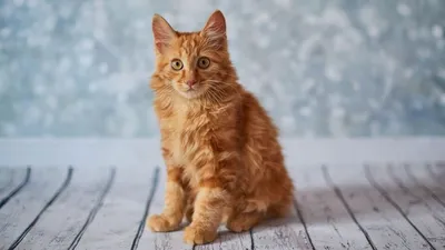 Бобтейл кошка - фото, обои, картинки
