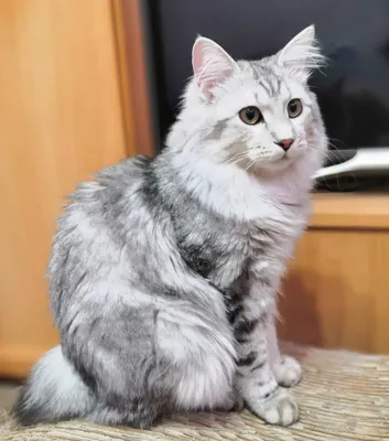 Бобтейл кошка - каталог фото для скачивания