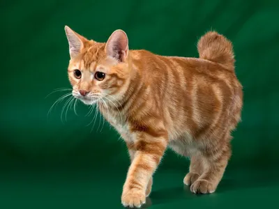 Изображение бобтейл кошки в формате webp для скачивания