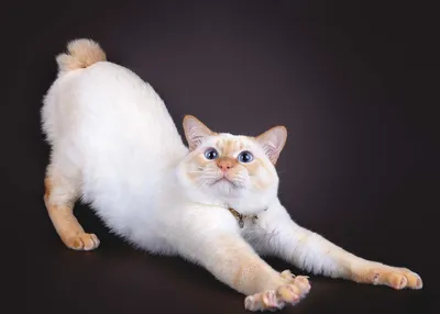 Бобтейл кошка - фото и обои в разных форматах