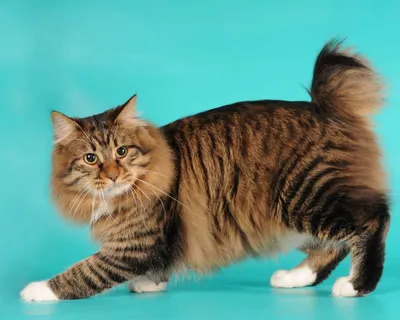 Изображение бобтейл кошки для использования на обоях