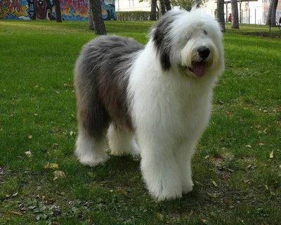 Бобтейл (Bob Tailed Sheepdog) - это умная, добрая и веселая порода собак.  Описание, фото, отзывы.