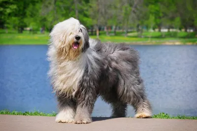 Бобтейл (Bob Tailed Sheepdog) - это умная, добрая и веселая порода собак.  Описание, фото, отзывы.