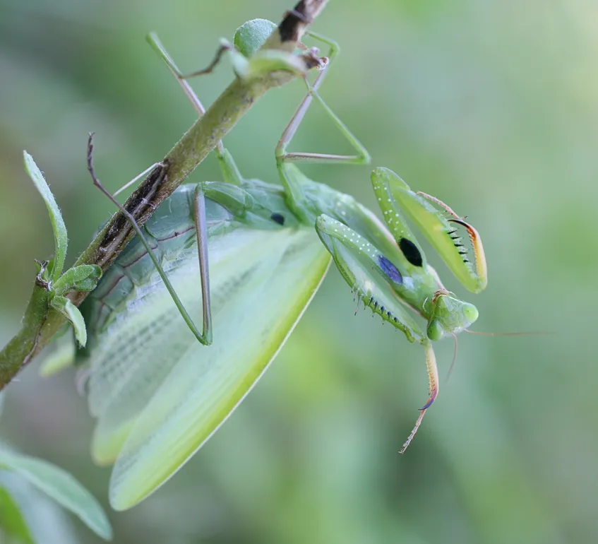 Каких цветов бывают богомолы. Богомол обыкновенный (Mantis religiosa). Богомол Mantis religiosa самка. Богомол обыкновенный самка.