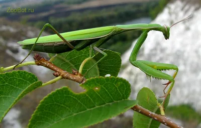 Богомол обыкновенный (Mantis religiosa)