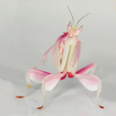 Орхидейный богомол (Hymenopus coronatus) - Picture Insect