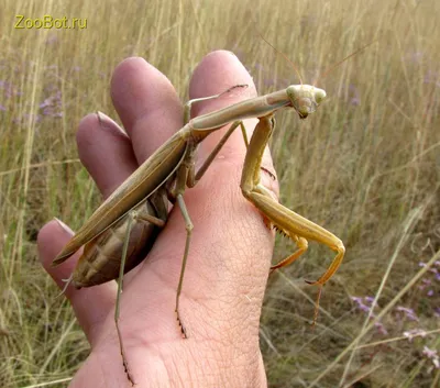 Богомол обыкновенный (Mantis religiosa)