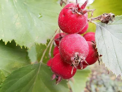 🍒 Боярышник крупноплодный Венера: купить по цене 800 руб. с доставкой по  Москве - интернет-магазин Green Dvorik