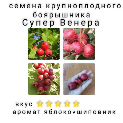 Купить боярышник крупноплодный Багратионовск оптом и в розницу по низкой  цене