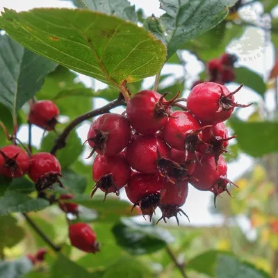 Боярышник мягковатый (Crataegus submollis) С10, цена в Пскове от компании  Вилла-Планта (питомник растений)