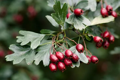 Боярышник обыкновенный (Crataegus laevigata)