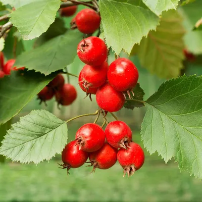 Боярышник обыкновенный - Боярышник - GardenPlants