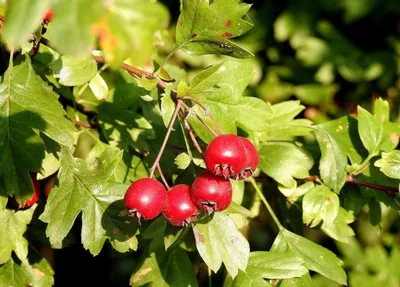 Боярышник обыкновенный (Crataegus laevigata)