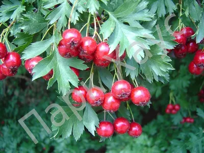 Боярышник Обыкновенный (Crataegus laevigata) - Питомник роз