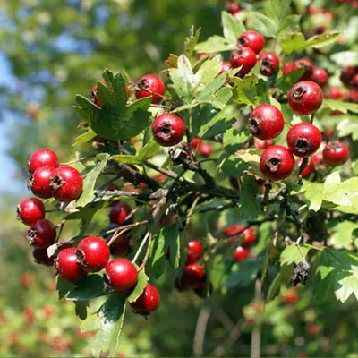 Семена Боярышник (Crataegus)