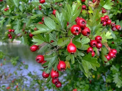 Боярышник крупноплодный 2 года Crataegus aestivalis ОКС — цена в LETTO