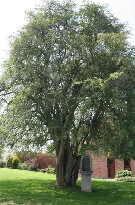 Боярышник перистонадрезанный Crataegus pinnatifida Bunge