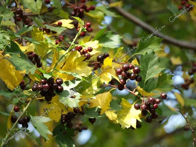 Боярышник алтайский (лат. Crataegus altaica) СЕМЕНА 15 шт + подарок |  AliExpress