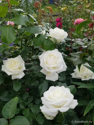 Боинг роза фото фотографии