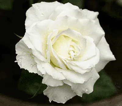 Beautiful white Boeing rose, open bud with drops after rain, on a dark  green background, selective focus Stock Photo - Alamy