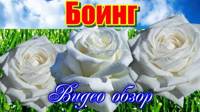 Роза Boing (Боинг) купить