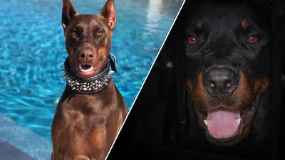 Бойцовские породы собак (с фото и описаниями) | «Дай Лапу»