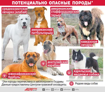 ТОП-10 самых опасных собак в мире
