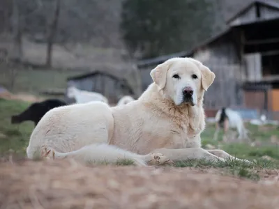 Опасные породы собак - в Украине утвердили перечень из 52 пород