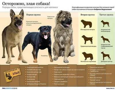 Кабмин определил опасные породы собак: список | Типичный Херсон