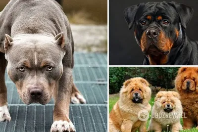 Самые опасные породы собак :: Новости :: ТВ Центр